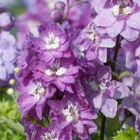 ostróżka  "Deep Rose White Bee"