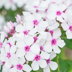 płomyk wiechowaty"Famous White with Eye"