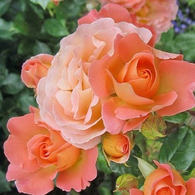 Rosemary Harkness