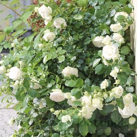 Palais Royal / White Eden Rose