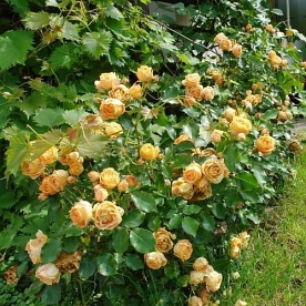 Dolce Vita (DELcentoran)