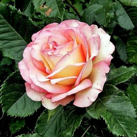 Perfume Kisses/ WEKmootono DONICZKA