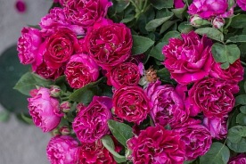 Baron Girod de L'ain