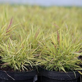 Hakonechloa smukła 'Mulled Wine'