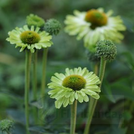 Jeżówka SUNSEEKERS "Green Apple"