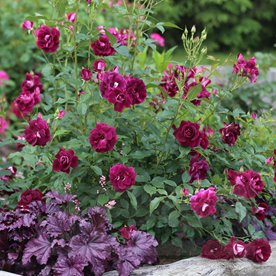 Burgundy Iceberg (Prose)