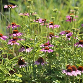 Jeżówka "Bright Rose"