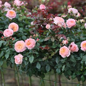 Sourire du Havre PIENNA