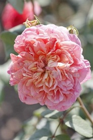 Papi Delbard (DELaby)