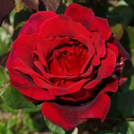 Graaf Lennart/Marcel Pagnol (Meysoiris)