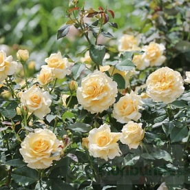 Sunny Sky ( KORaruli)