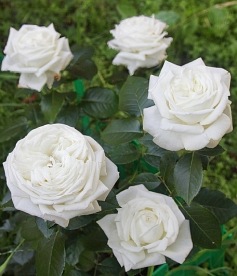 Pierre Arditi (Meicalanq)