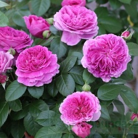 Parfum  Flower Circus