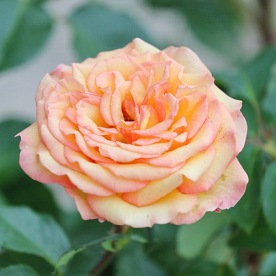 Rose de Mont de Marsan