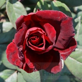 Barkarole (Tanelorak)