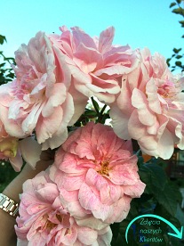 Kir Royal (Meinibur)