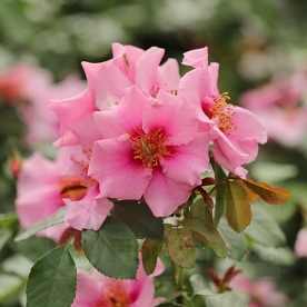 See you in Pink (DON)