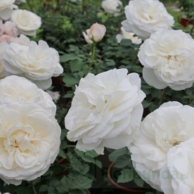 Princesse Astrid de Belgique