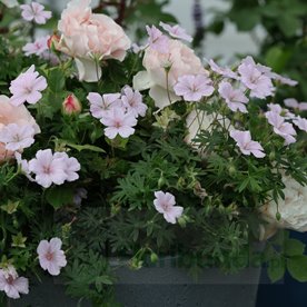 Bodziszek "Pink Summer"