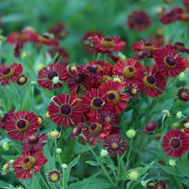 Dzielżan hybridum Mariachi™ Siesta