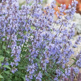 Kocimiętka  " Junior Wolker"