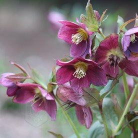 Ciemiernik orientalis "Pretty Ellen Red"
