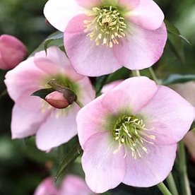 Ciemiernik "Pretty Ellen Pink"