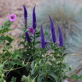 przetacznik kłosowy "Frist Glory"