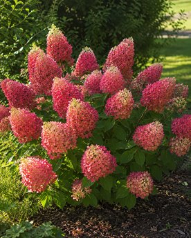 Hortensja bukietowa 'Wim's Red'