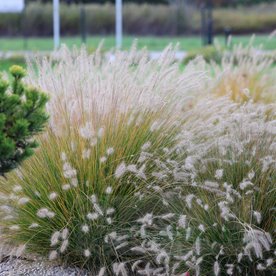 rozplenica  "Hameln"