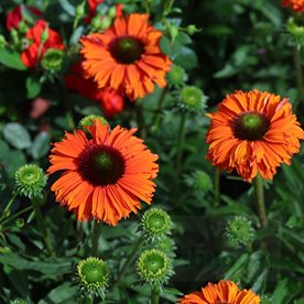 jeżówka SUNSEEKERS "Mineola"