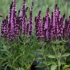 Szałwia "Edula Rose"