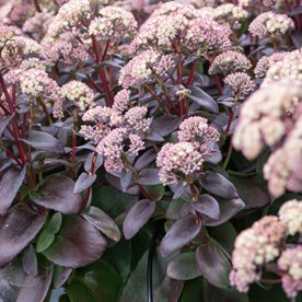 Rozchodnik "Globe Pink"