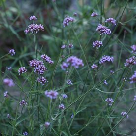 Werbena "Violetta"