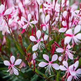 Gaura lindheimeri "GRACEFUL LIGHT PINK"