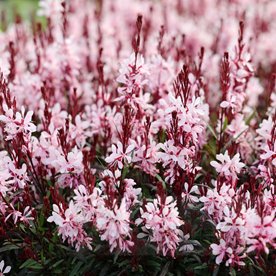 Gaura lindheimeri "GRACEFUL LIGHT PINK"