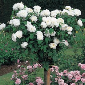 róża pienna drzewko różane  pachnąca róża ogrodowa  róża ogrodowa na pniu  róża ozdobna do ogrodu  róża pienna do ogrodu