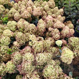Hortensja bukietowa Living Little Love – kompaktowa hortensja do donicy
