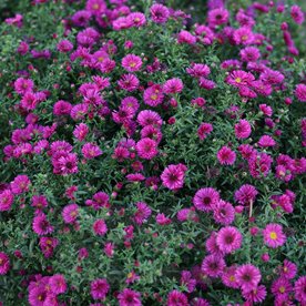 aster dumosus "Jenny"