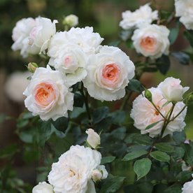 Stephanie Baronin zu Guttenberg Rose
