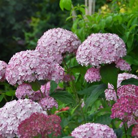 Hortensja drzewiasta 'Candybelle Bubblegum'