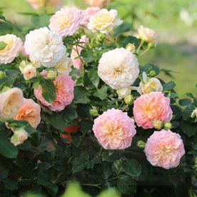 Concerto '94  PIENNA