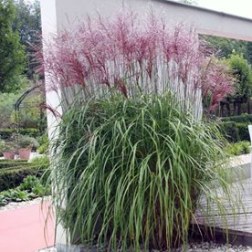 Miskant chiński ‘Malepartus’