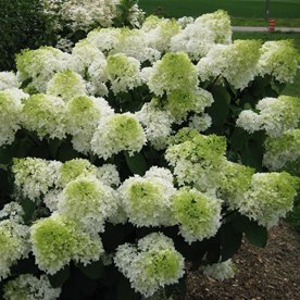 Hortensja bukietowa "Phantom"