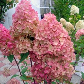 Hortensja bukietowa "Phantom"