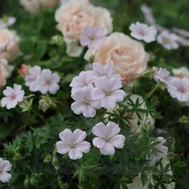 Bodziszek "Pink Summer"
