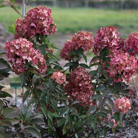 Hortensja bukietowa Metalica®