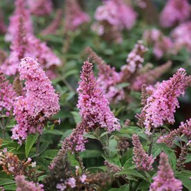 budleja "Butterfly Candy Little Pink"