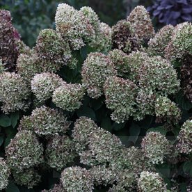 Hortensja bukietowa "Skyfall"