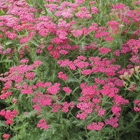 Krwawnik pospolity "Cerise Queen"